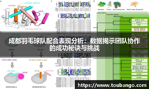 成都羽毛球队配合表现分析：数据揭示团队协作的成功秘诀与挑战